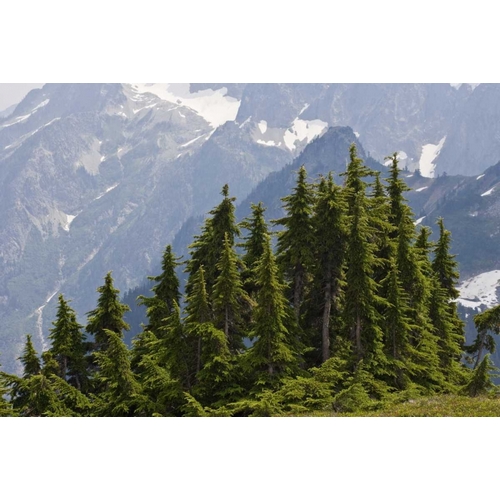 WA, North Cascades NP Mountain hemlock trees